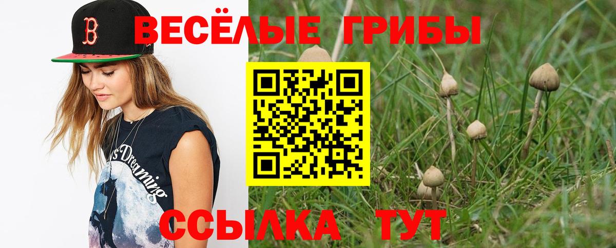 Галлюциногенные грибы Psilocybine cubensis Ржев